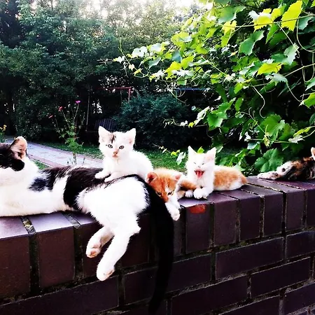 Pod Modrzewiami Nowy Tomyśl