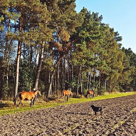 مزرعة للإقامة Pod Modrzewiami Nowy Tomyśl