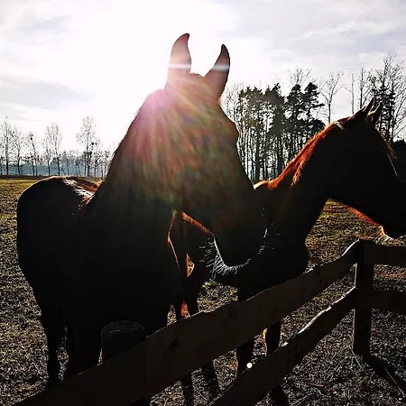 Pod Modrzewiami Nowy Tomysl