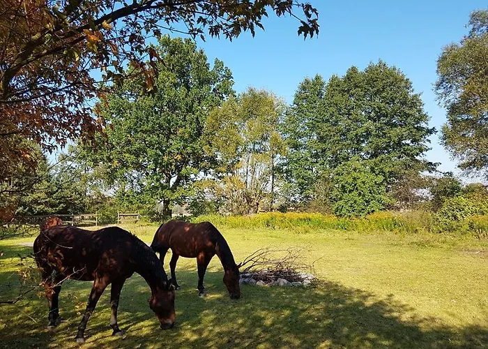 Pod Modrzewiami Nowy Tomysl