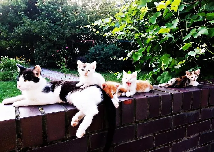 Pod Modrzewiami Новы-Томысль