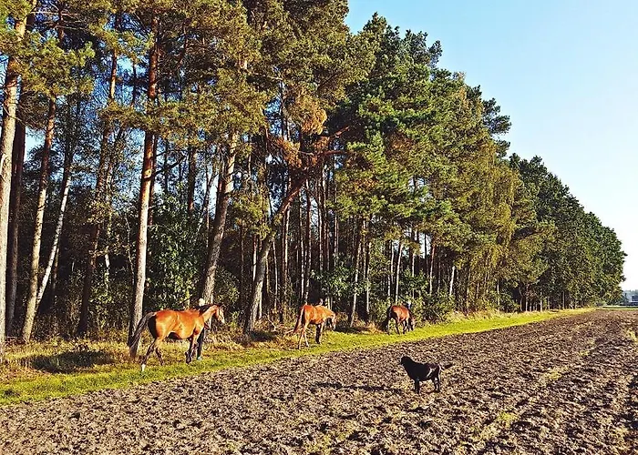 Farm stay Pod Modrzewiami Nowy Tomysl